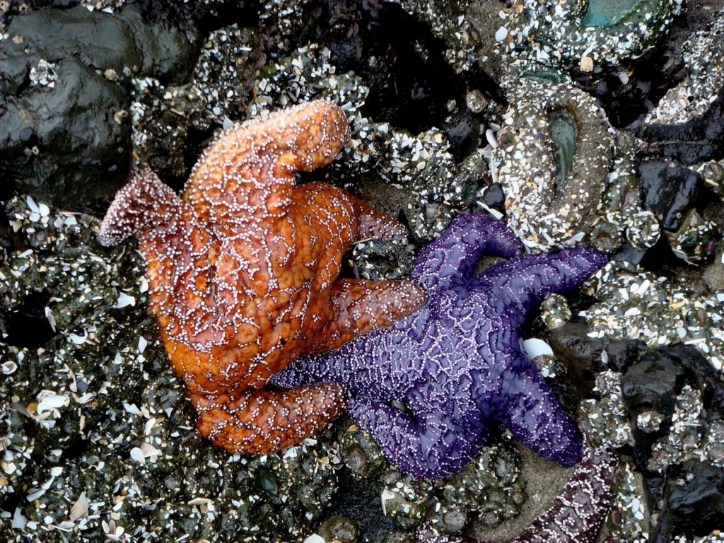 Orange and Blue Starfish - Arch Cape0001